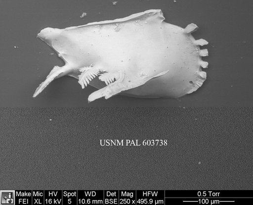 Pedicythere klothopetasi Yasuhara et al., 2009
