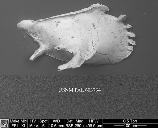 Pedicythere klothopetasi Yasuhara et al., 2009