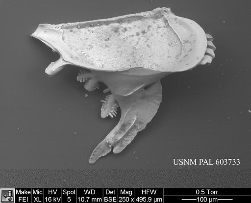 Pedicythere klothopetasi Yasuhara et al., 2009