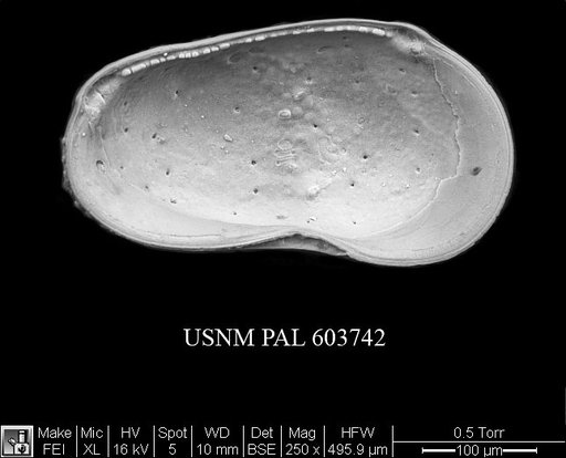 Cluthia sp
