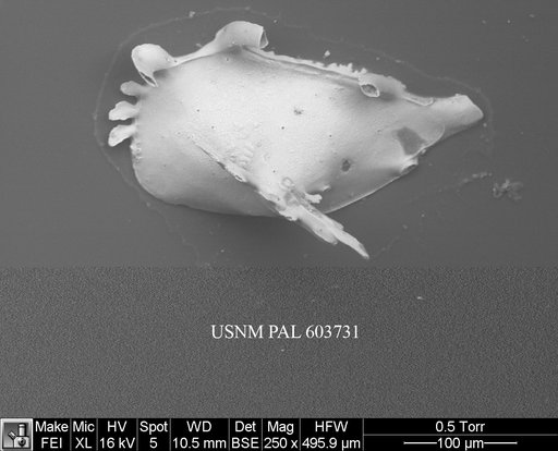 Pedicythere lachesisopetasi Yasuhara et al., 2009