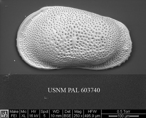 Cluthia sp