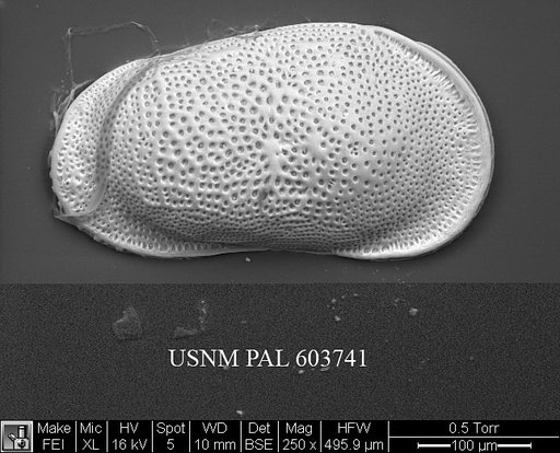 Cluthia sp