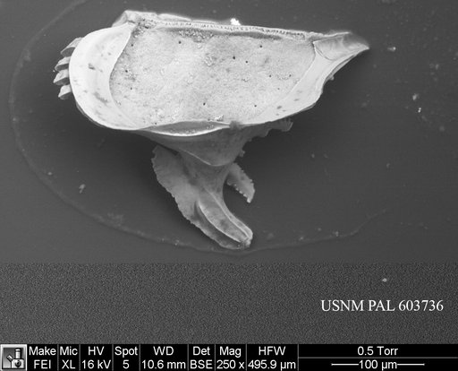 Pedicythere klothopetasi Yasuhara et al., 2009