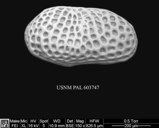 Arcacythere enigmatica (Whatley et al., 1978)