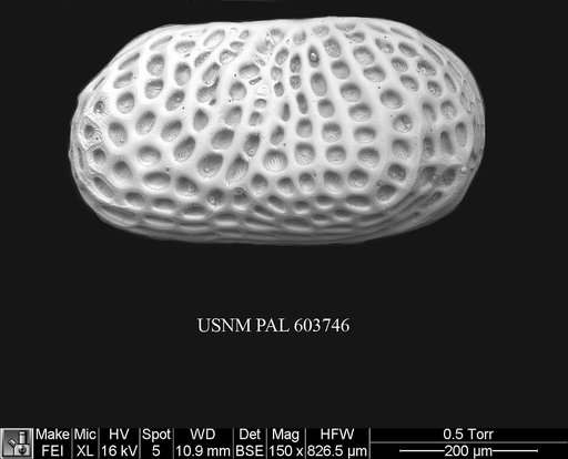 Arcacythere enigmatica (Whatley et al., 1978)