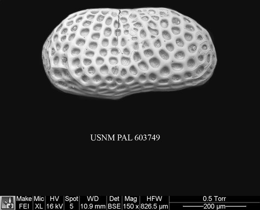 Arcacythere enigmatica (Whatley et al., 1978)