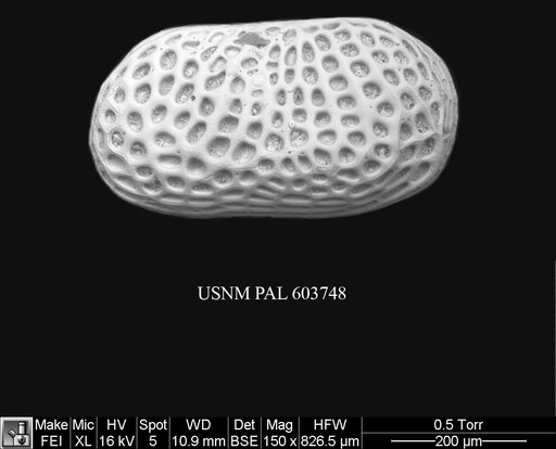 Arcacythere enigmatica (Whatley et al., 1978)