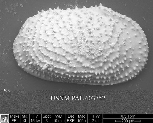 Echinocythereis echinata (Sars, 1866)