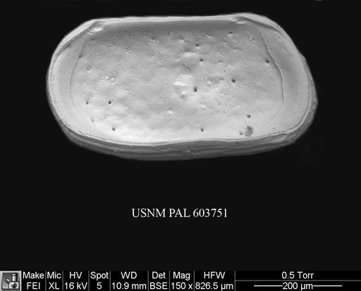 Arcacythere enigmatica (Whatley et al., 1978)