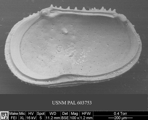 Echinocythereis echinata (Sars, 1866)