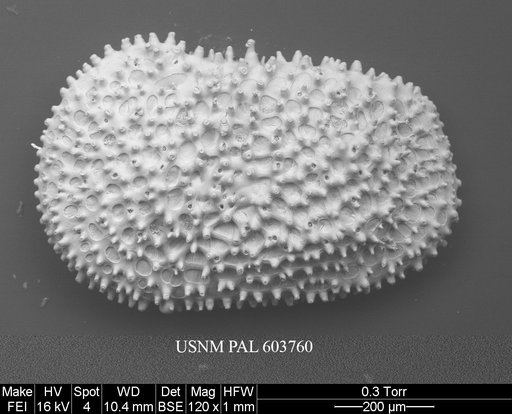 Henryhowella asperrima (Reuss, 1850)