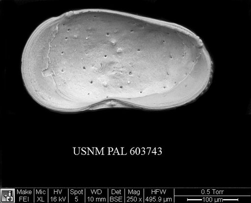 Cluthia sp