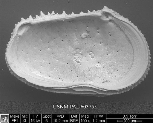 Echinocythereis echinata (Sars, 1866)
