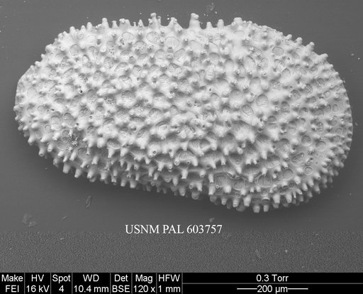 Henryhowella asperrima (Reuss, 1850)