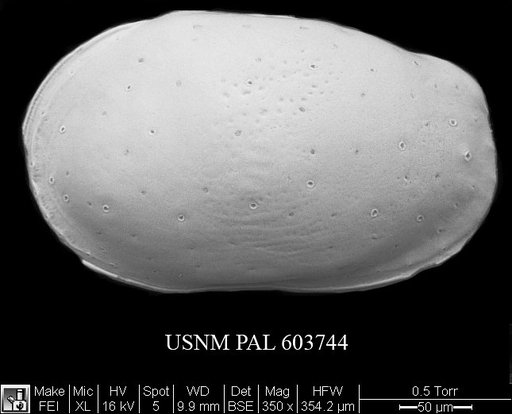 Loxoconchidea minima Bonaduce, G., et al., 1976