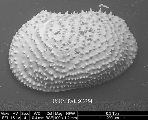 Echinocythereis echinata (Sars, 1866)