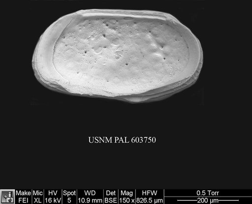 Arcacythere enigmatica (Whatley et al., 1978)