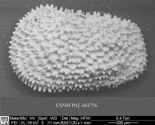 Henryhowella asperrima (Reuss, 1850)
