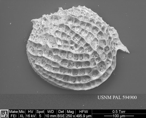 Polycope cf. clathrata Sars, 1923