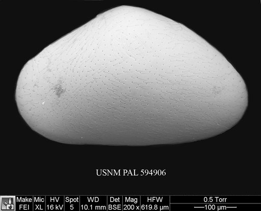 Propontocypris sp. a