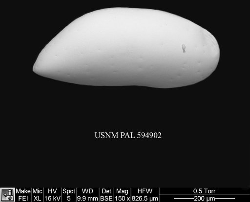 Argilloecia abba Yasuhara et al., 2009