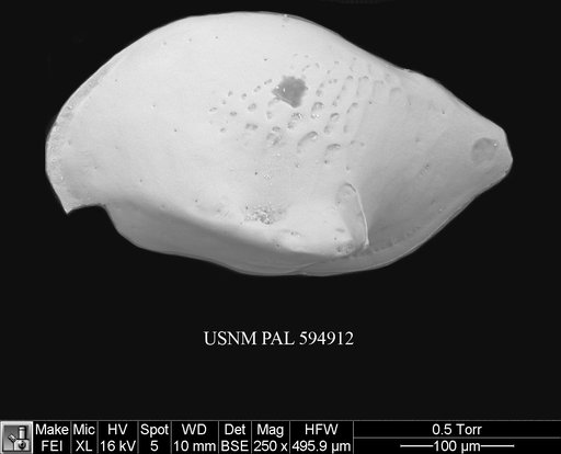 Cytheropteron demenocali Yasuhara et al., 2009
