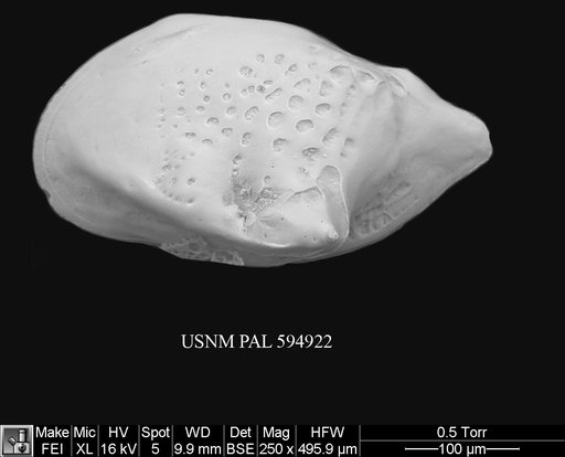 Cytheropteron richarddinglei Yasuhara et al., 2009