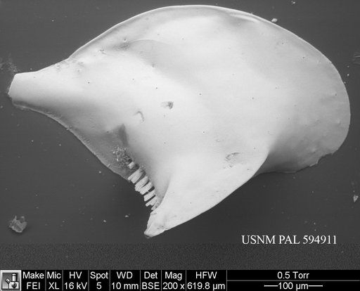 Cytheropteron alatum Sars, 1866