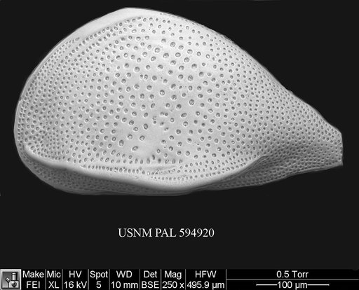 Cytheropteron perlaria Hao, 1988