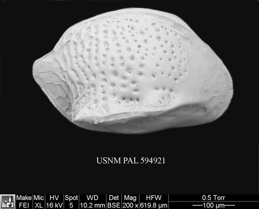 Cytheropteron mediotumidum Zhao et al., 2000