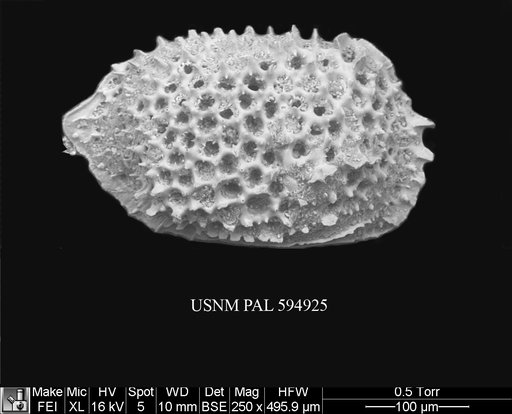 Eucytherura calabra (Colalongo & Pasini, 1980)