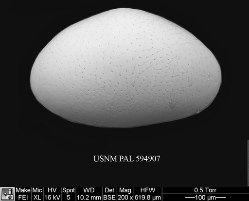 Propontocypris sp. a