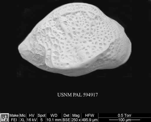Cytheropteron pyramidale Brady, 1868