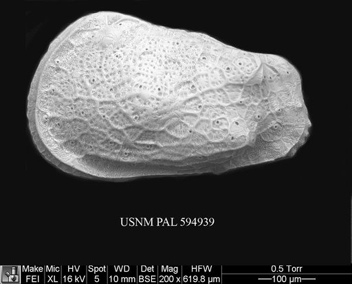 Thaerocythere crenulata (Sars, 1866)