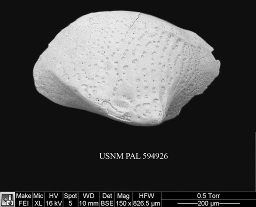 Cytheropteron sp. a