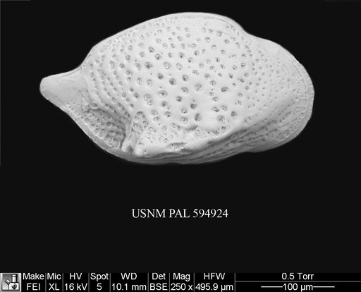 Cytheropteron cf. aielloi Yasuhara et al., 2009