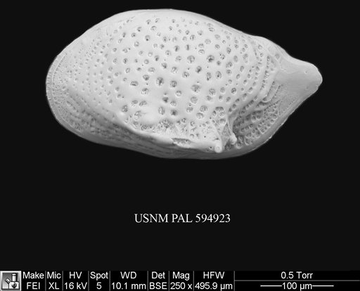 Cytheropteron cf. aielloi Yasuhara et al., 2009