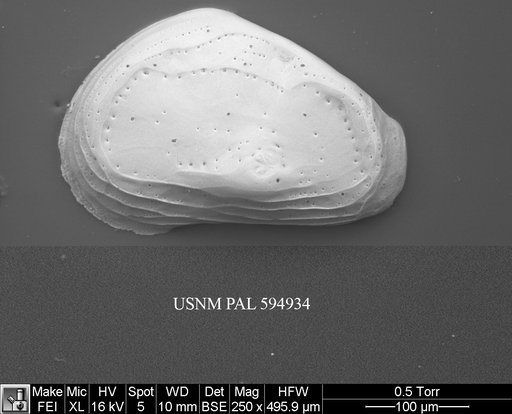 Eucythere sp. a