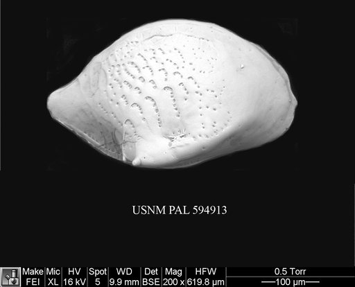 Cytheropteron demenocali Yasuhara et al., 2009
