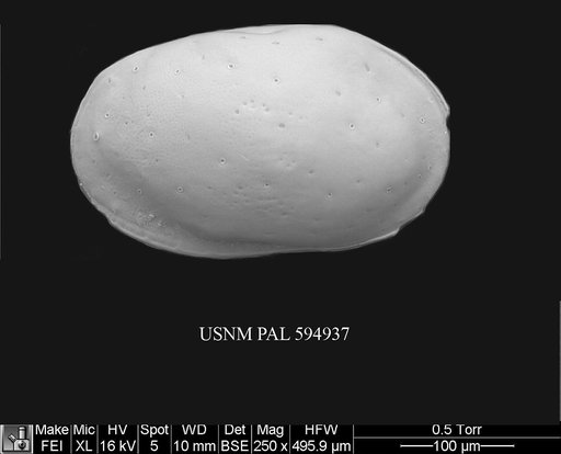 Loxoconchidea minima Bonaduce, G., et al., 1976