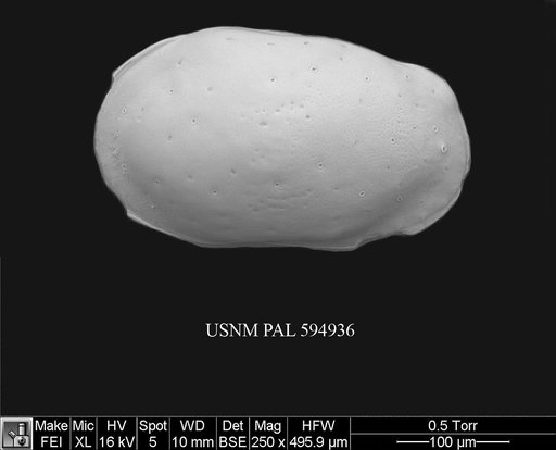 Loxoconchidea minima Bonaduce, G., et al., 1976