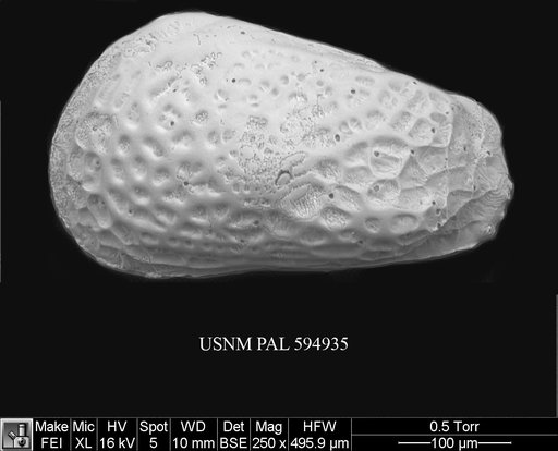 Finmarchinella finmarchica (Sars, 1866)