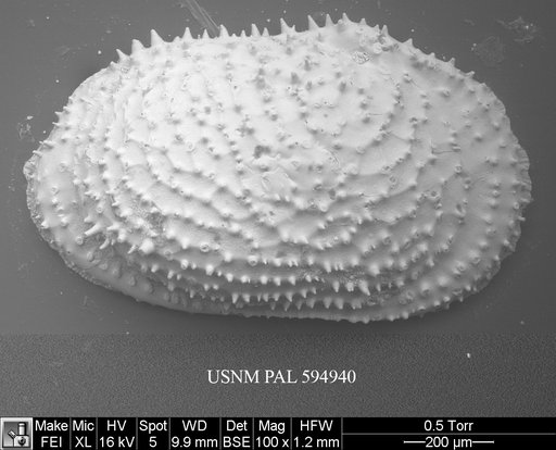 Echinocythereis echinata (Sars, 1866)