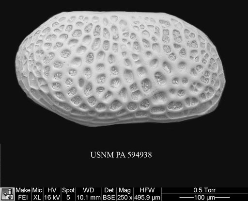 Arcacythere enigmatica (Whatley et al., 1978)