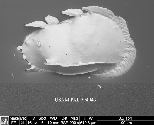 Pterygocythereis mucronata (Sars, 1866)