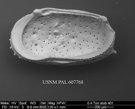 Bicornucythere bisanensis (Okubo, 1975)