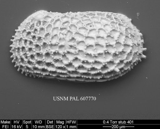 Pistocythereis bradyi (Ishizaki, 1968)