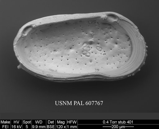 Bicornucythere bisanensis (Okubo, 1975)