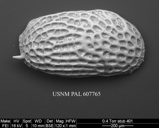 Bicornucythere bisanensis (Okubo, 1975)
